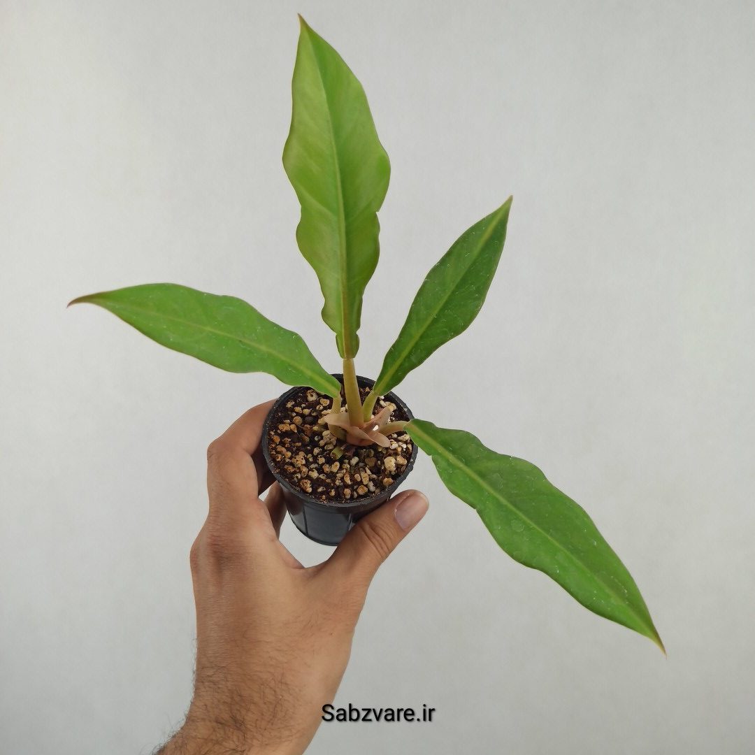 فیلودندرون کنگره سبز (25751) - Image 2