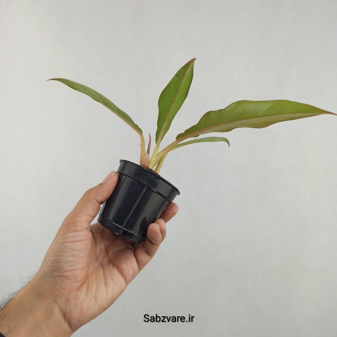 فیلودندرون کنگره سبز (25751) - Image 3