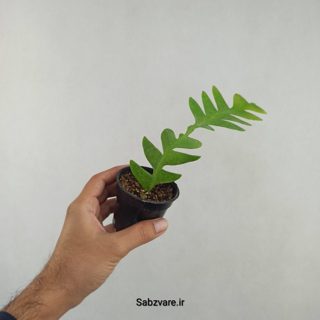 اپیفیلوم برگ سرخسی (25752)