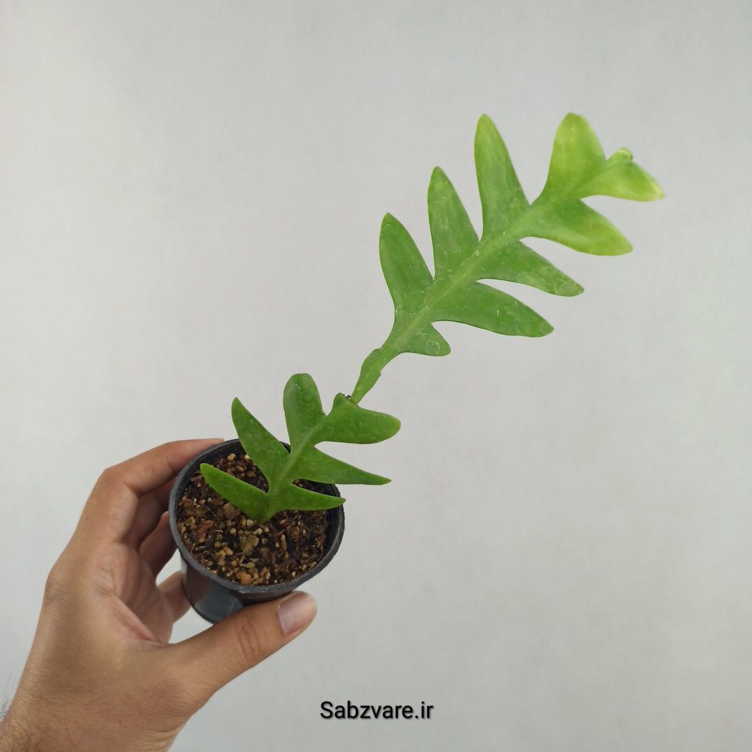 اپیفیلوم برگ سرخسی (25752) - Image 2