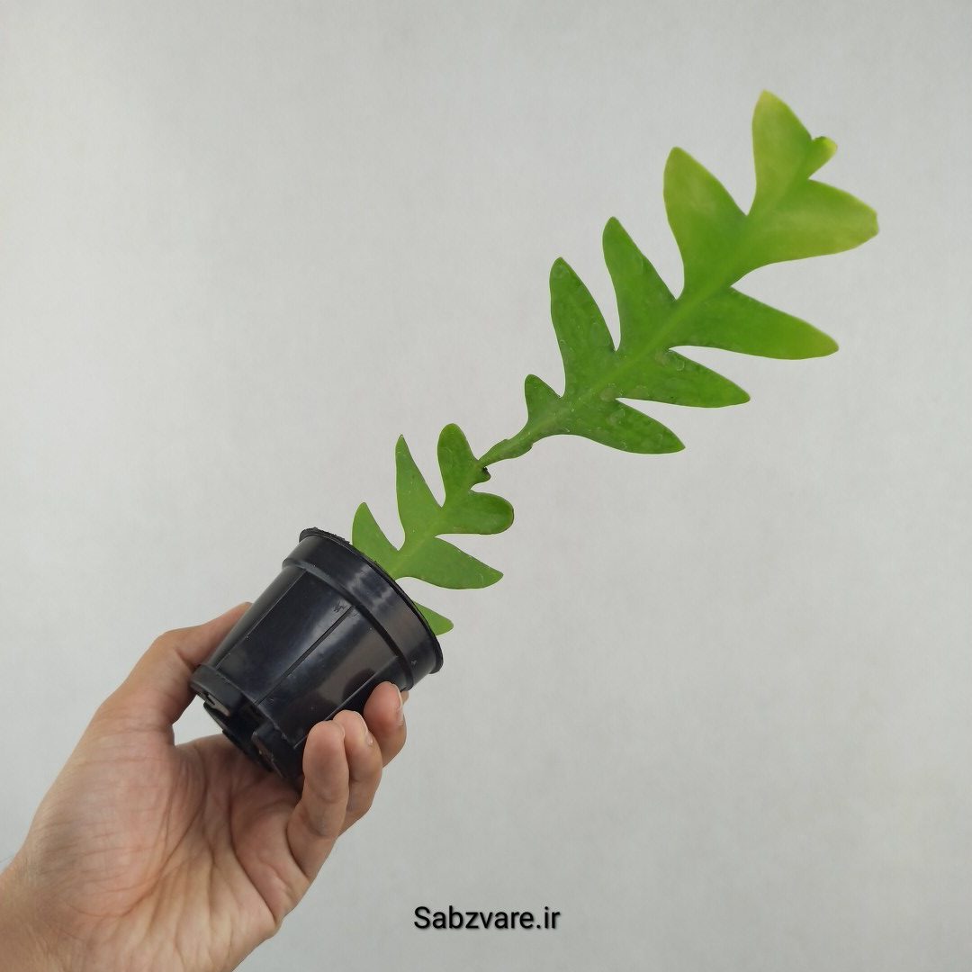 اپیفیلوم برگ سرخسی (25752) - Image 3