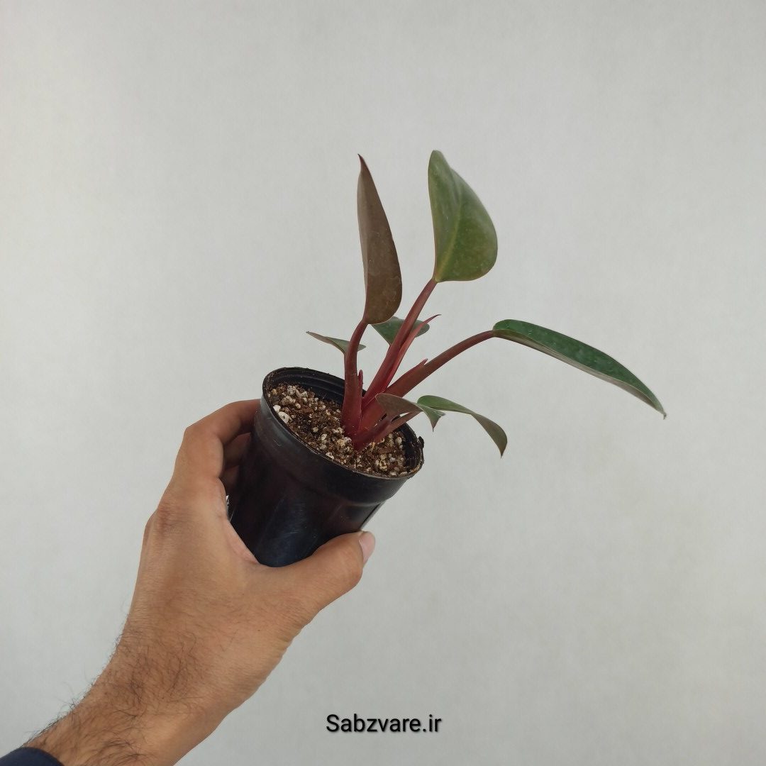 فیلودندرون رد بیوتی (25753)