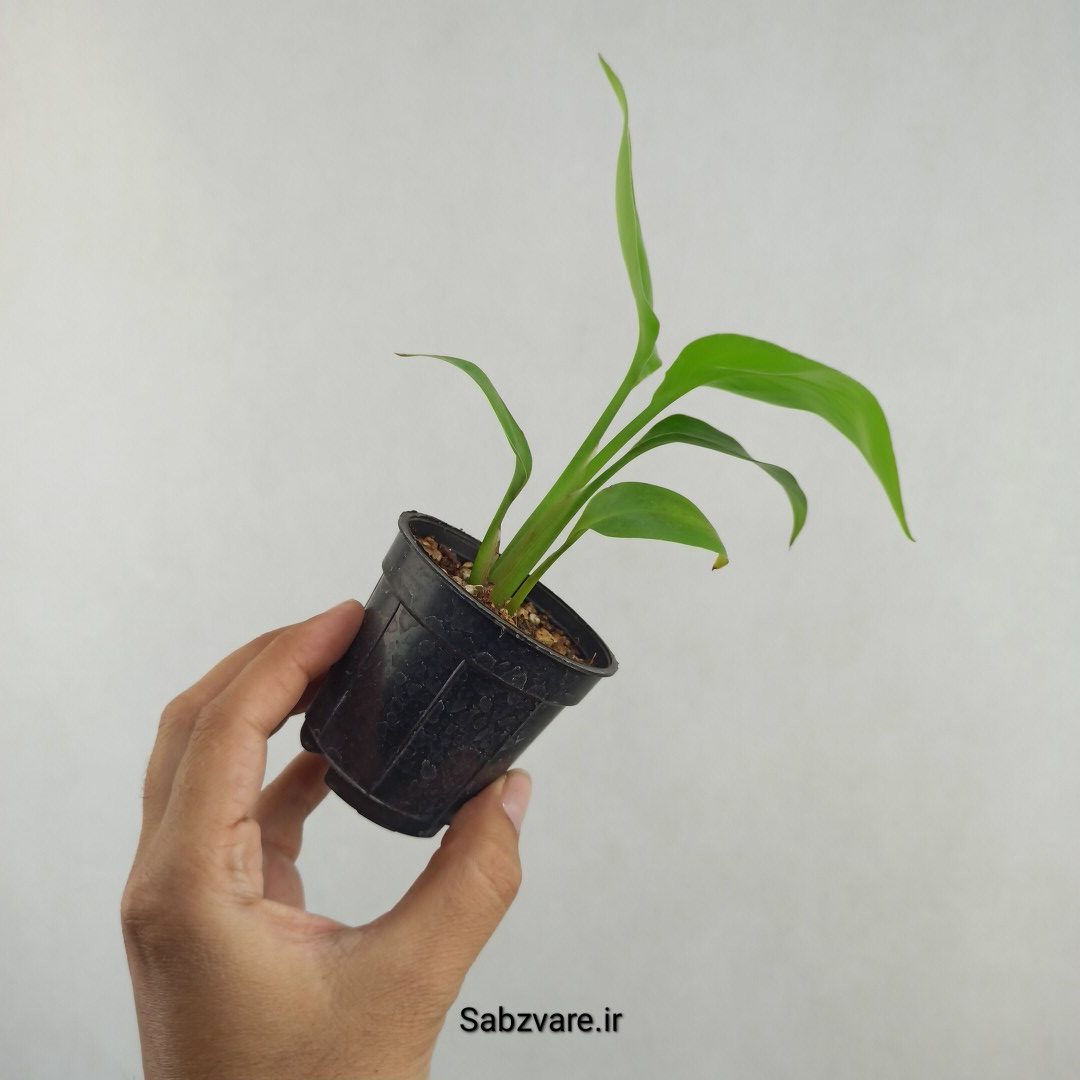 استرلیتزیا نیکولای (25755) - Image 3