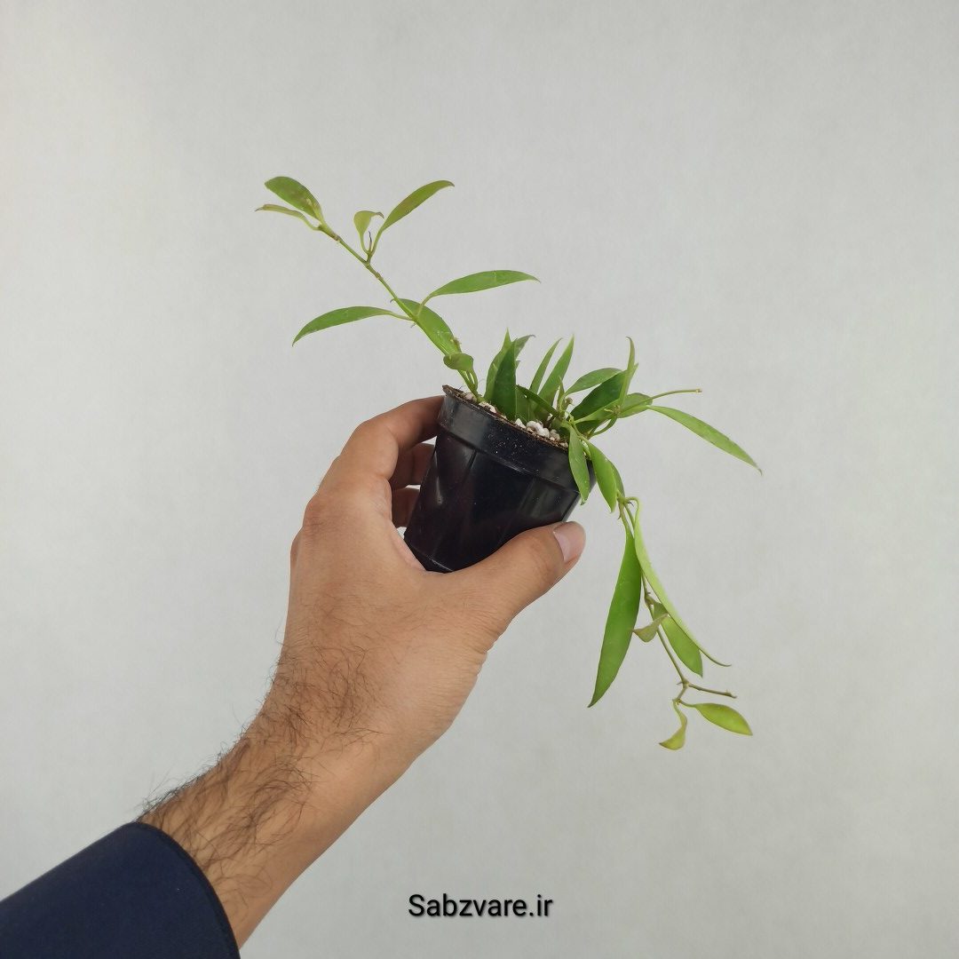 هویا تسانگی ادتیا (25765)