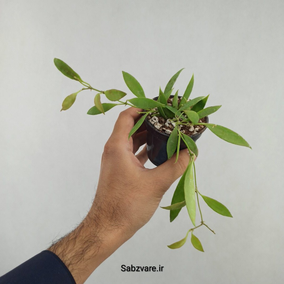 هویا تسانگی ادتیا (25765) - Image 2