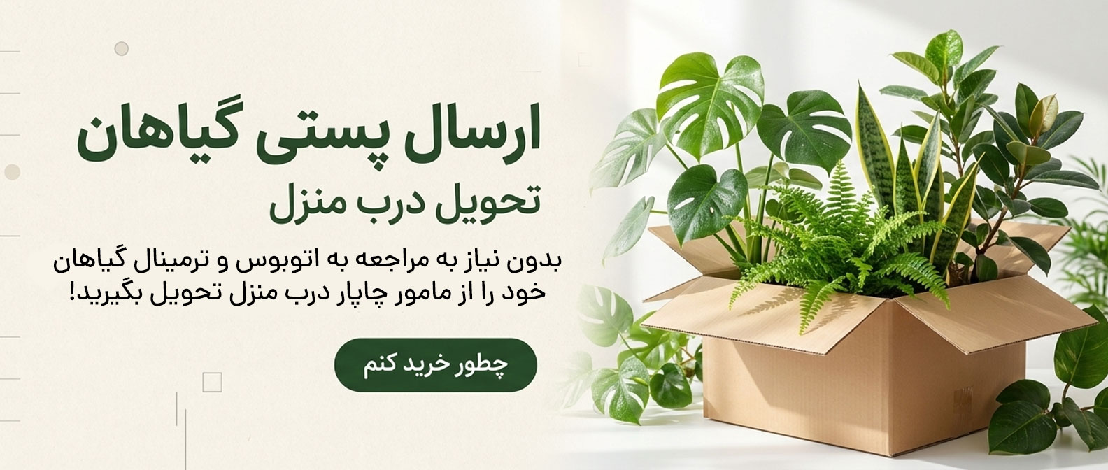 فروش گیاهان آپارتمانی