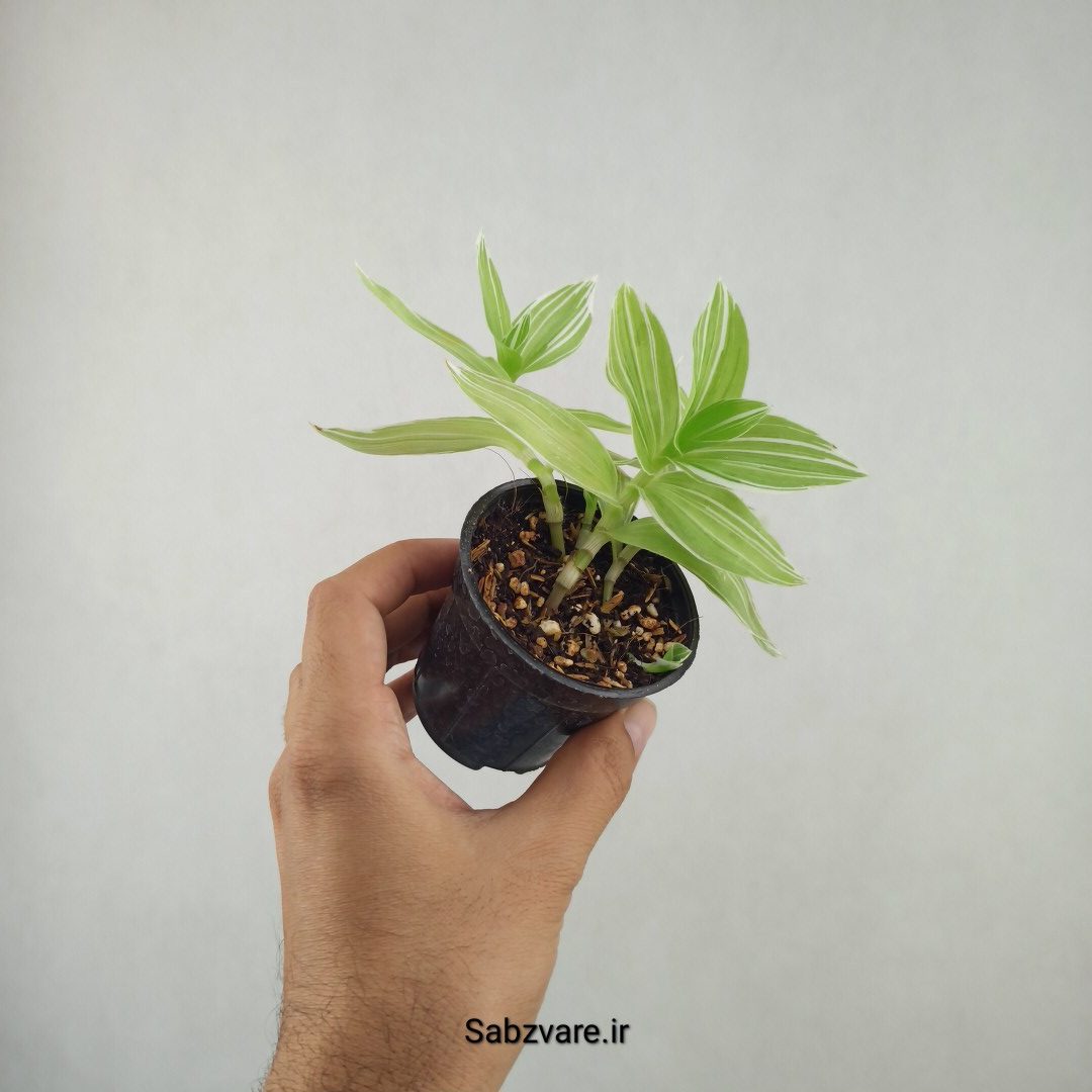 برگ بیدی ابلق (25771)