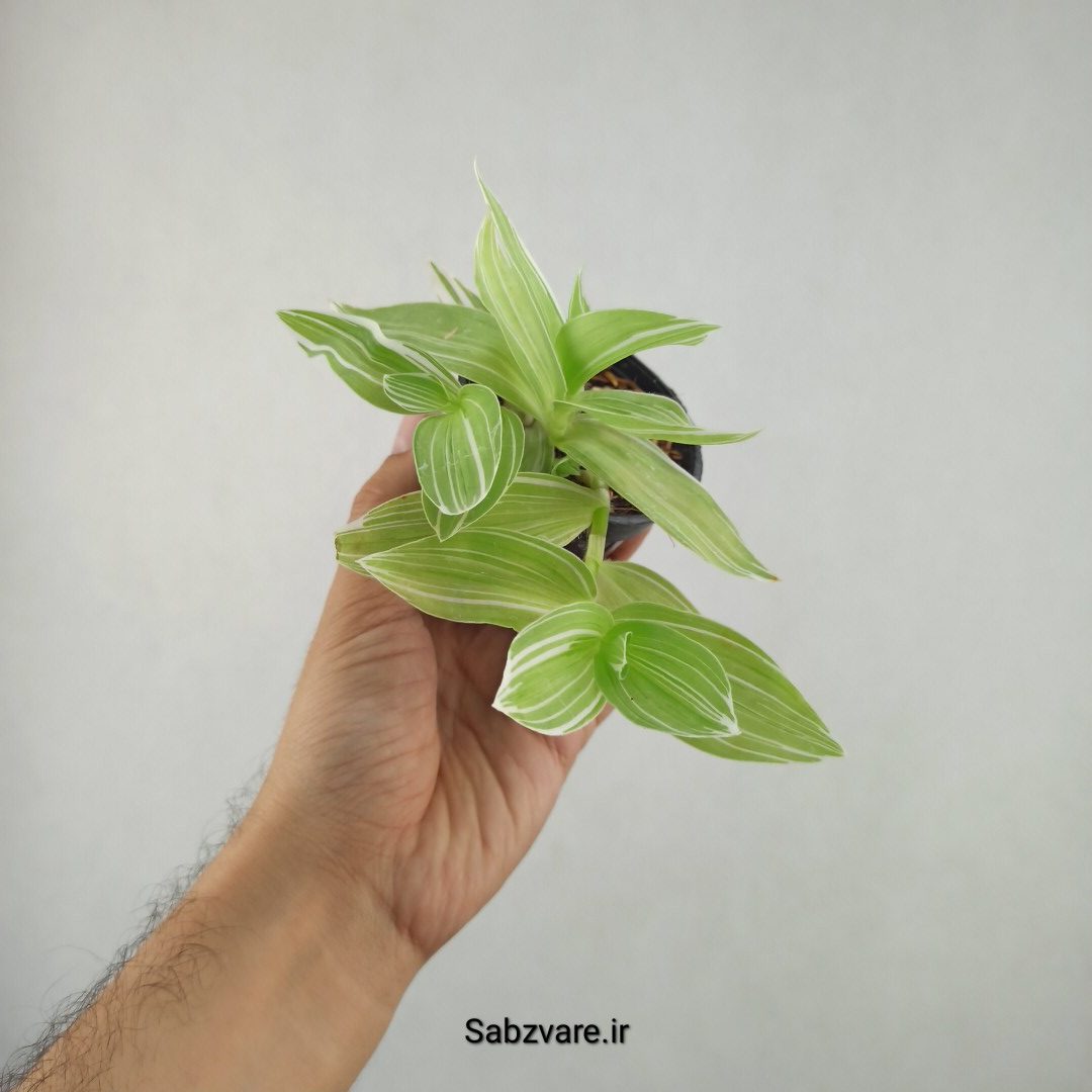 برگ بیدی ابلق (25771) - Image 3
