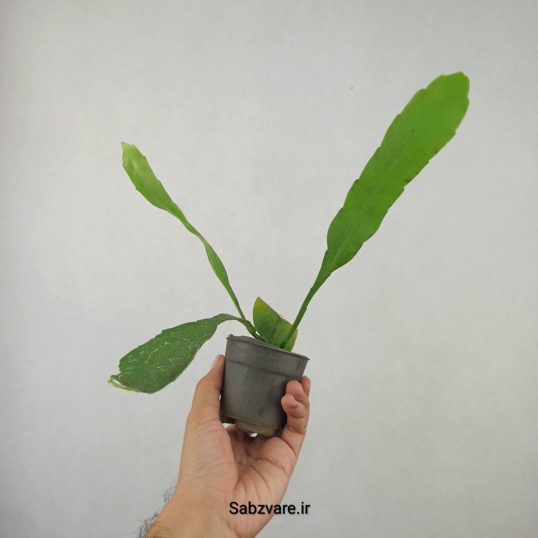 اپیفیلوم فیلانتوس (ملکه شب) (25776) - Image 3