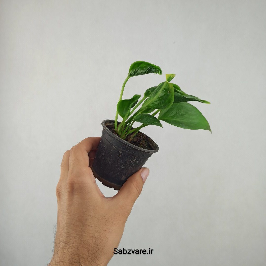 پتوس شانگریلا (25779)
