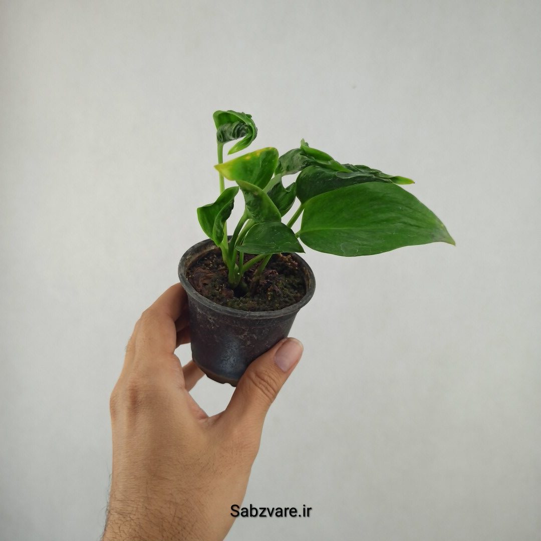 پتوس شانگریلا (25779) - Image 2