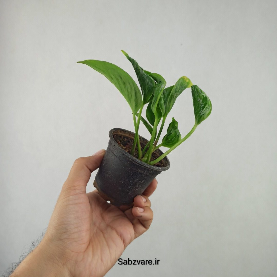 پتوس شانگریلا (25779) - Image 3