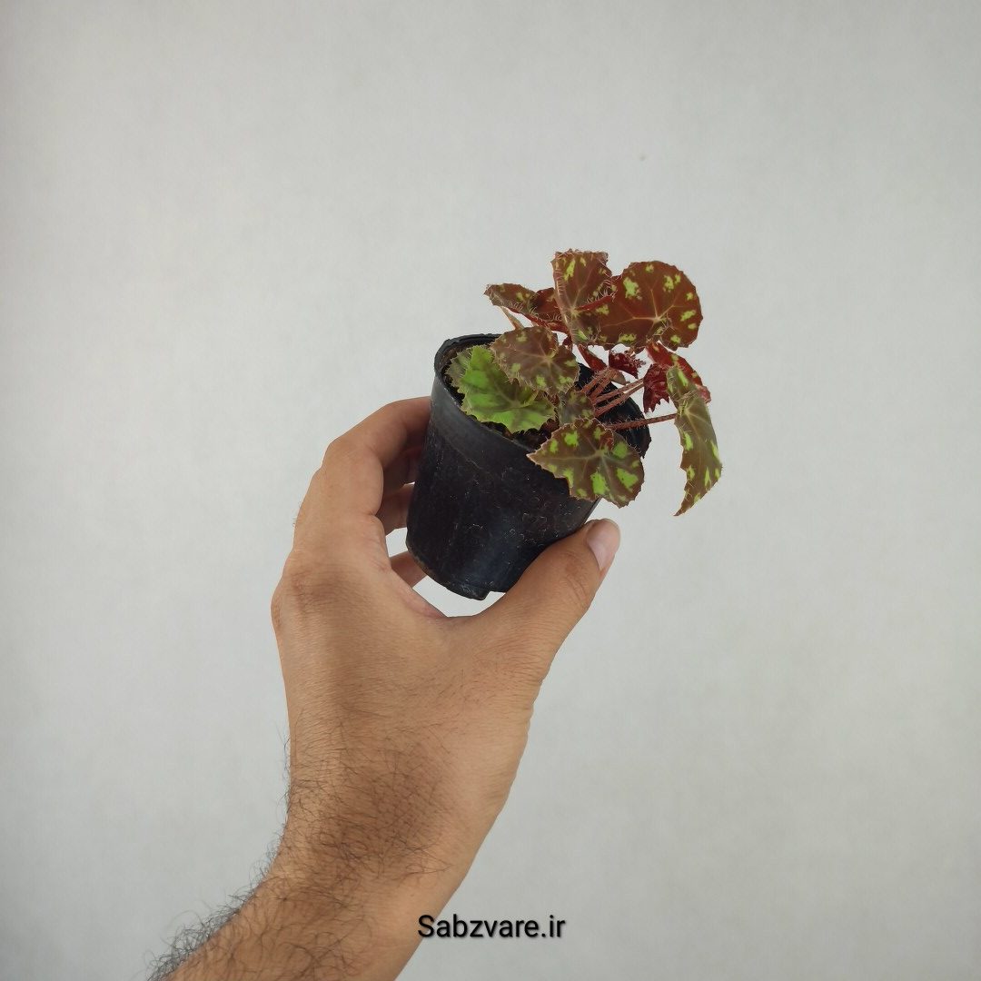 بگونیا ببری (25780)