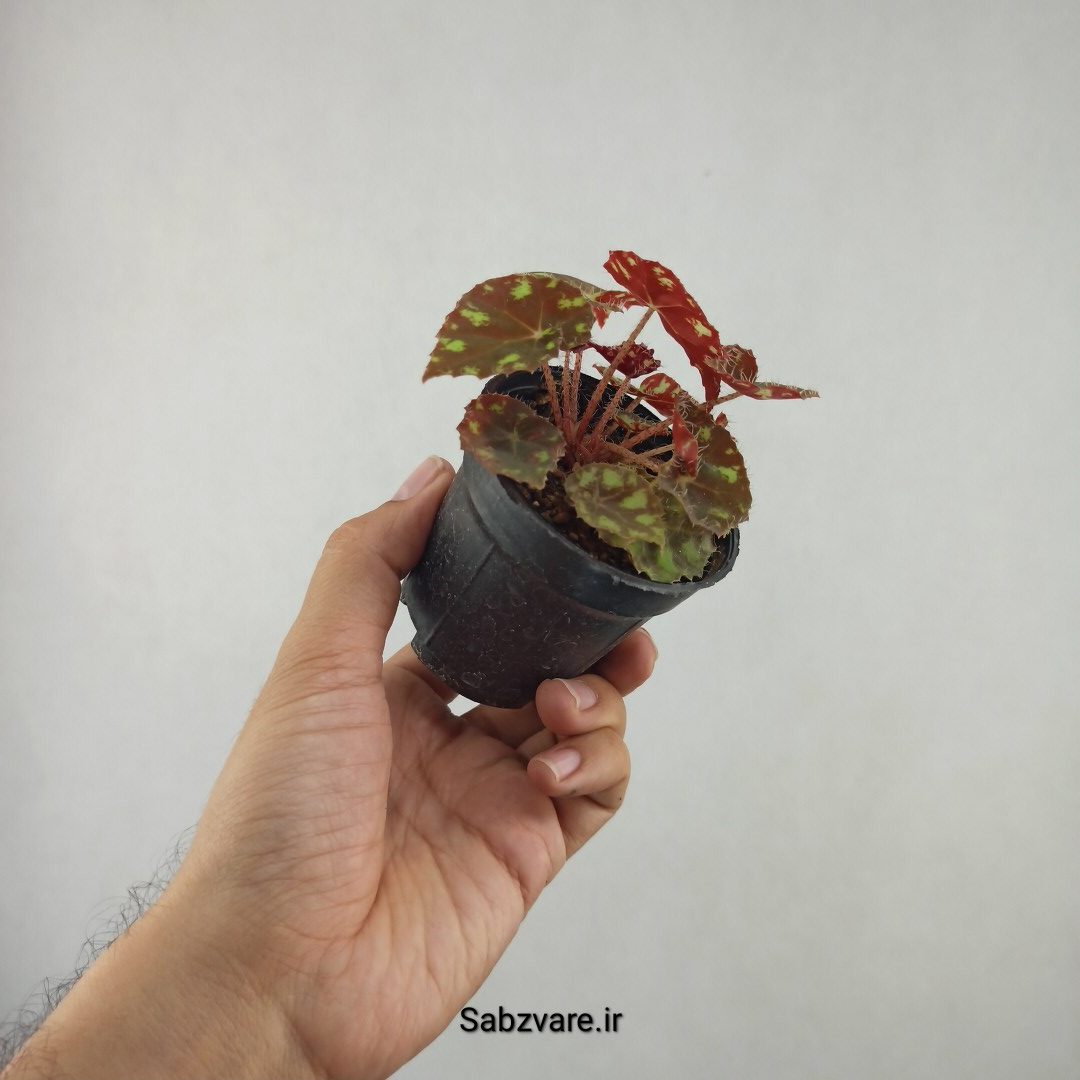 بگونیا ببری (25780) - Image 3