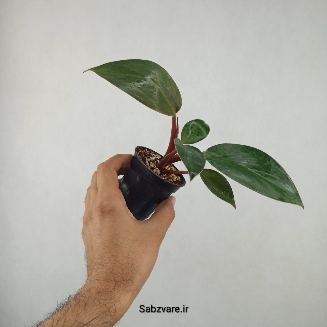 فیلودندرون رد بیوتی (25786)
