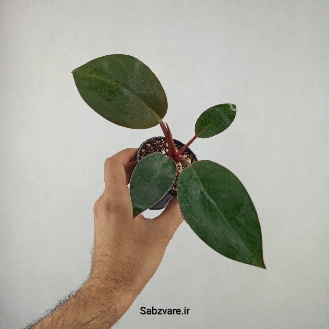 فیلودندرون رد بیوتی (25786) - Image 2