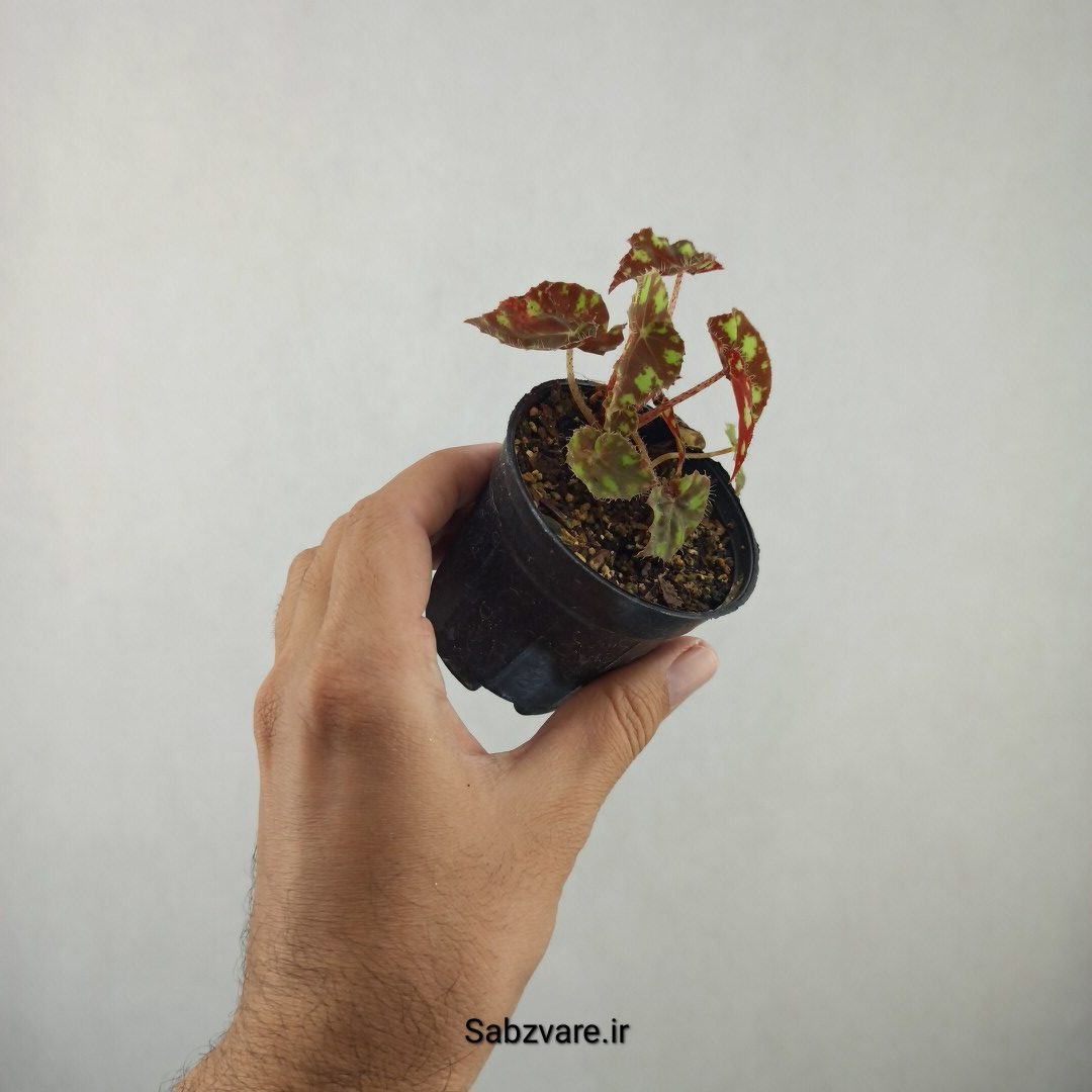 بگونیا ببری (25810) - Image 3