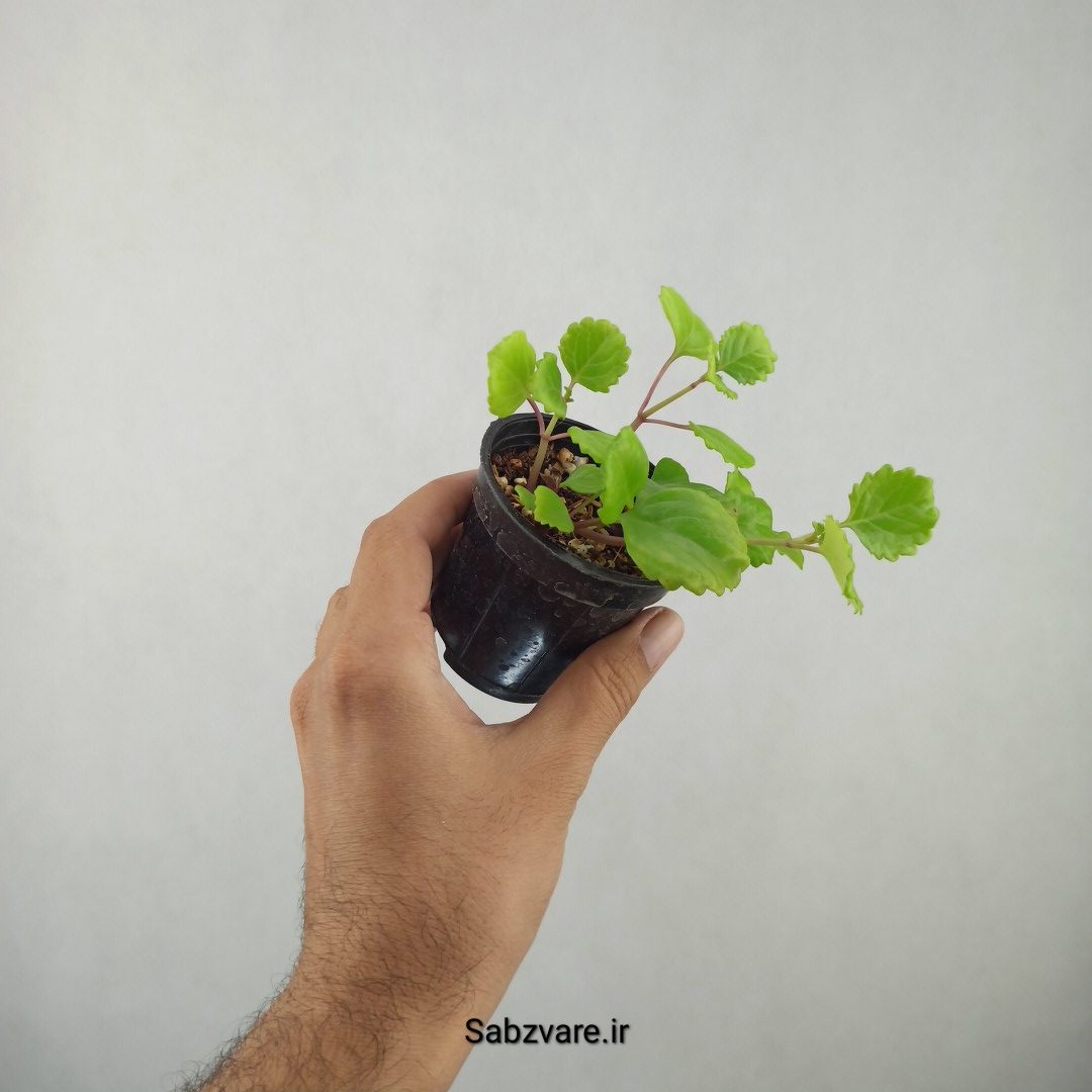 پیچک سوئدی (25799) - Image 3