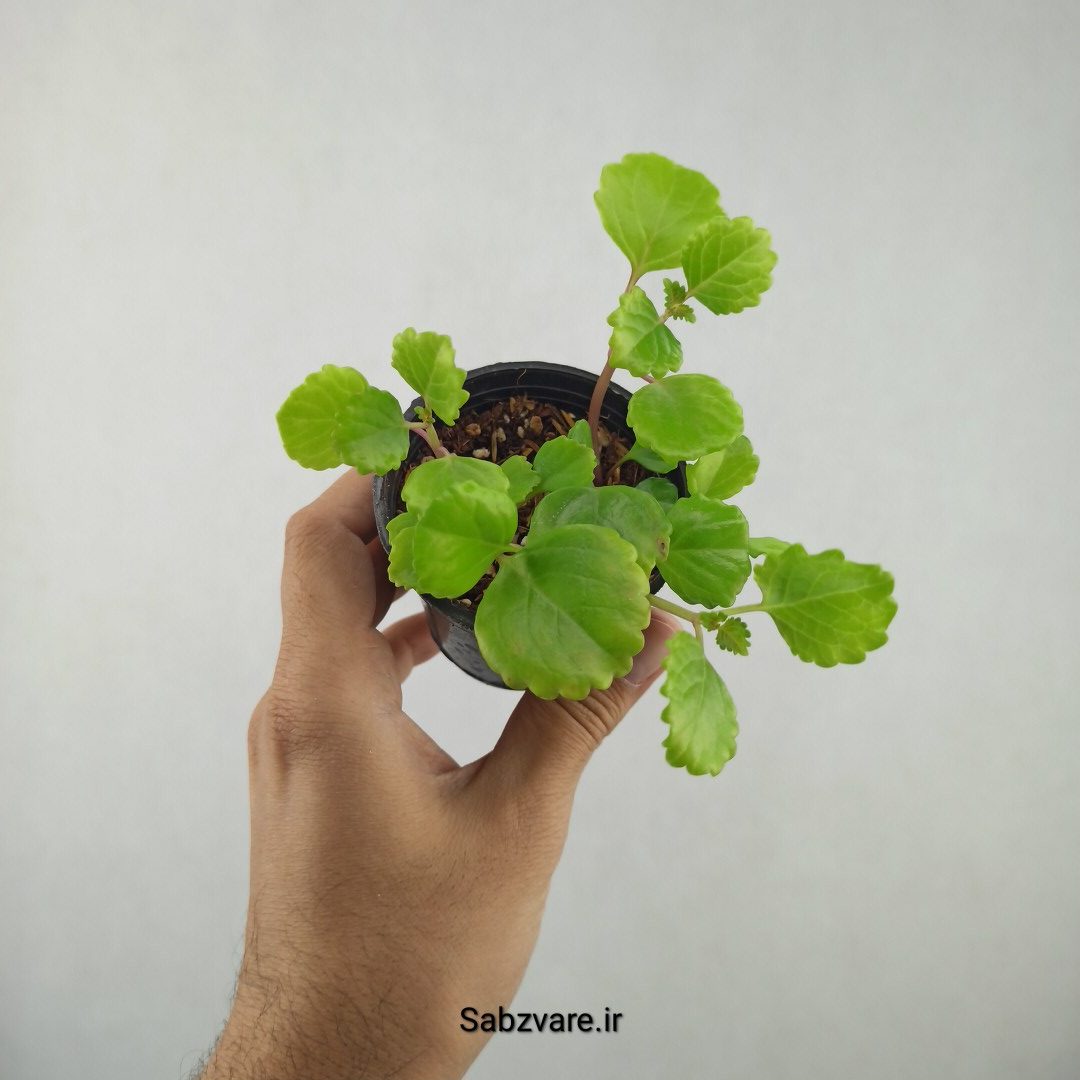 پیچک سوئدی (25799) - Image 2