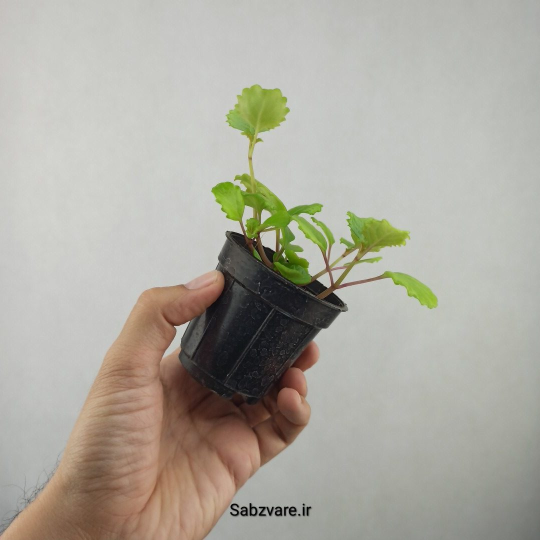 پیچک سوئدی (25799)