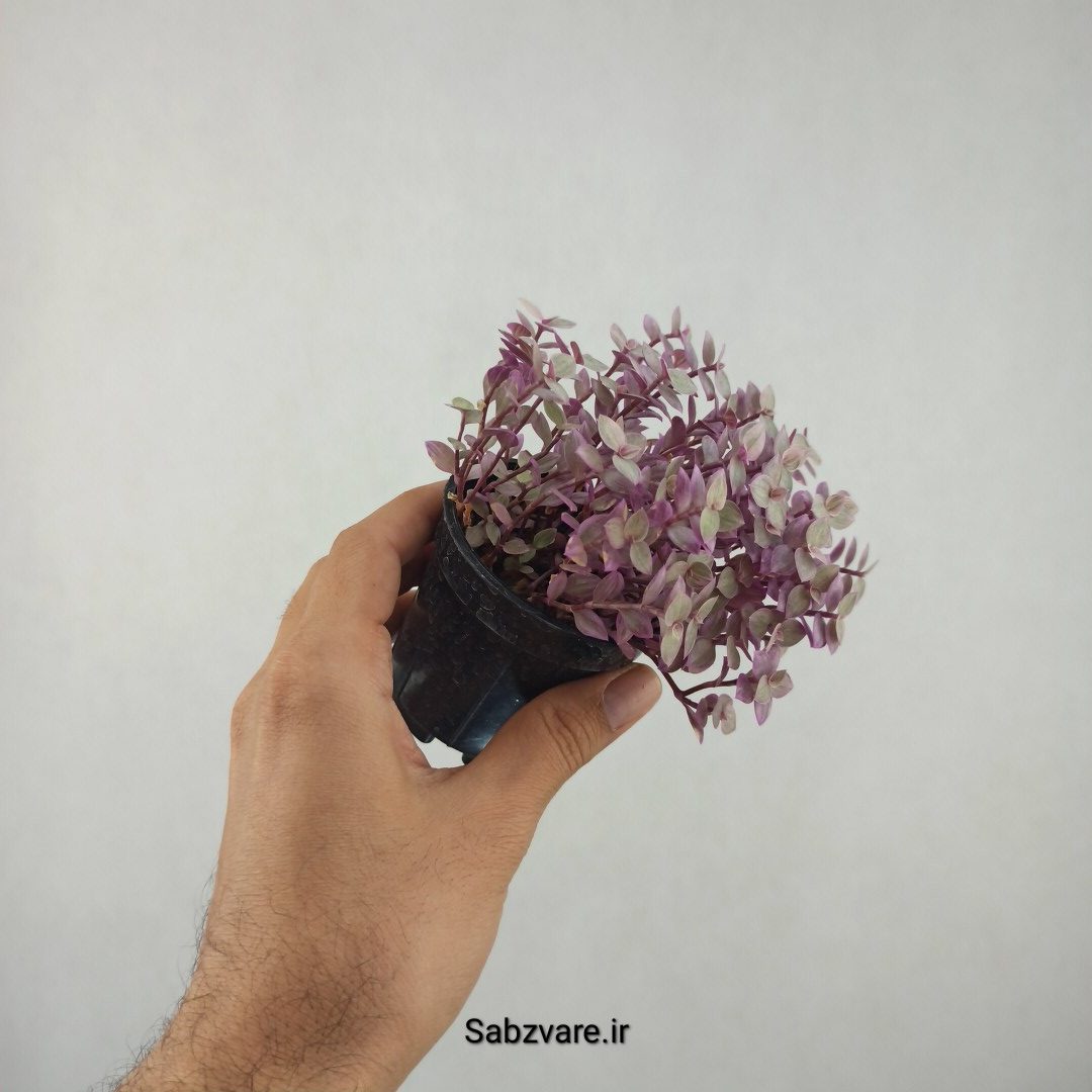 چمن کالیسیا پینک لیدی (25820)