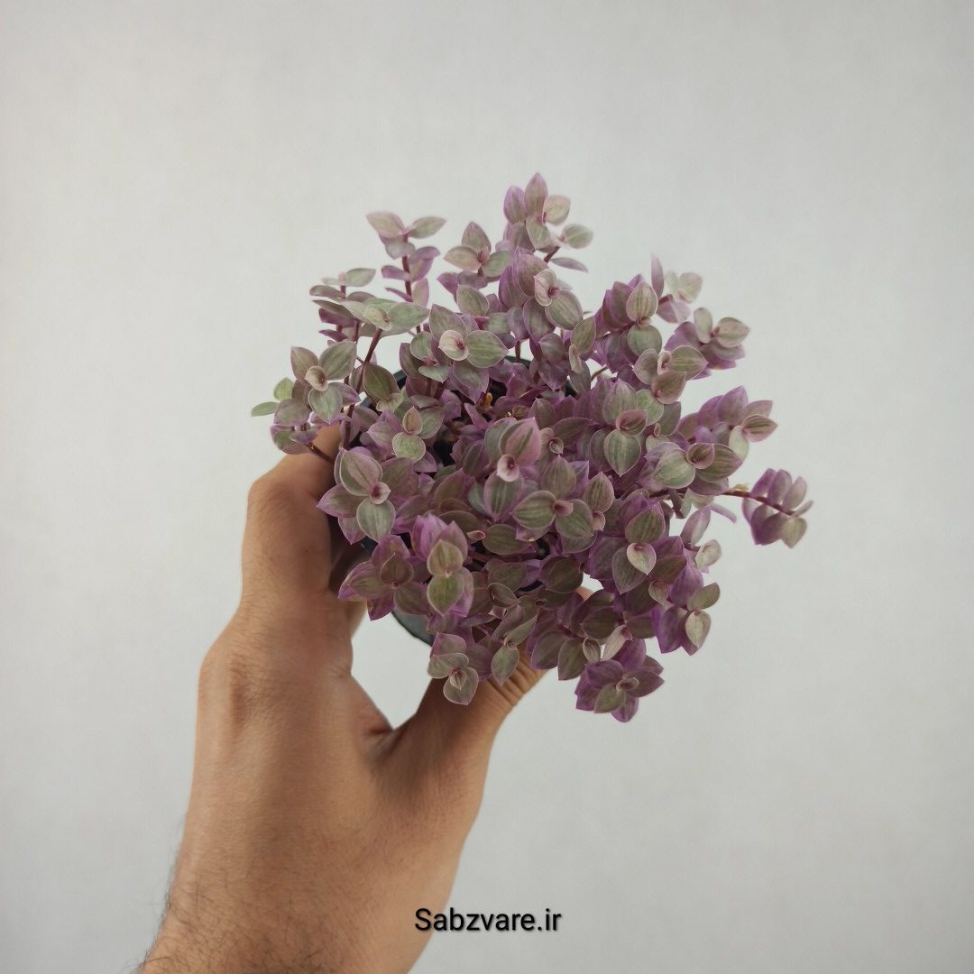 چمن کالیسیا پینک لیدی (25820) - Image 2