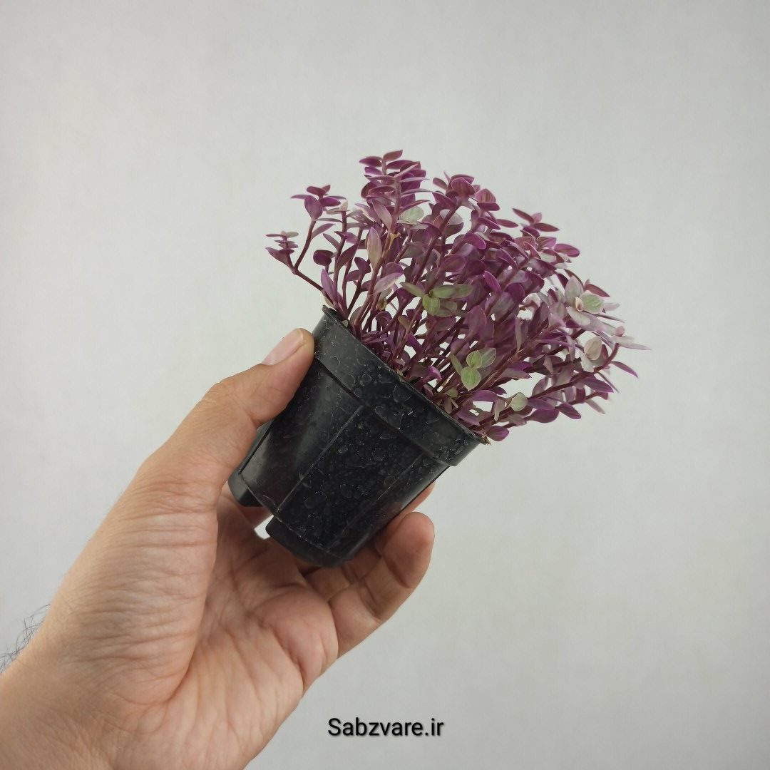 چمن کالیسیا پینک لیدی (25820) - Image 3