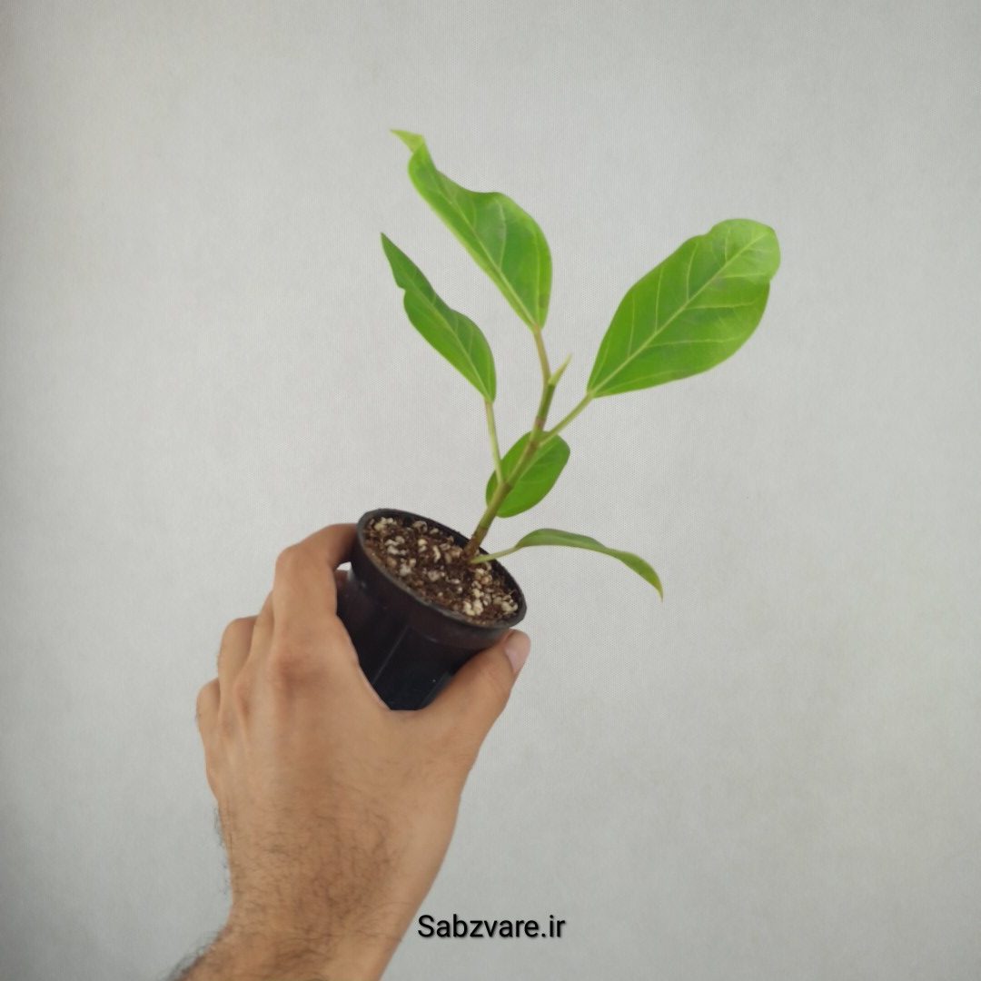 فیکوس آلتیسیما (25827)