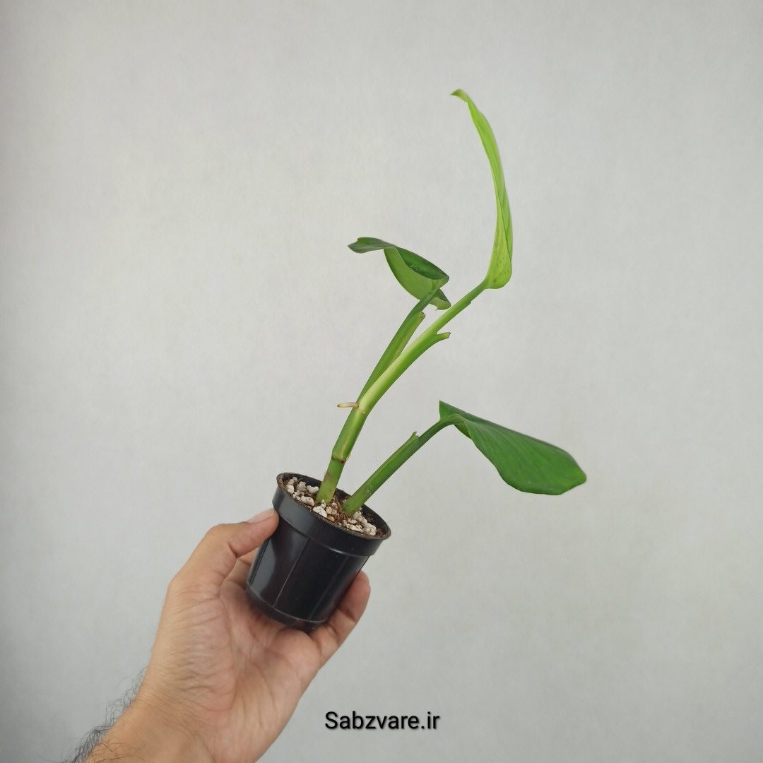 پتوس شیخی (25828)