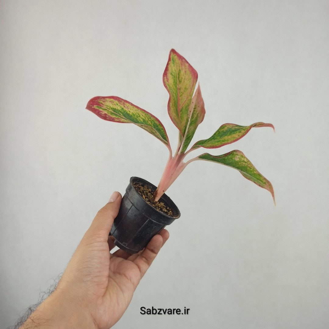 آگلونما رنگی (25832)