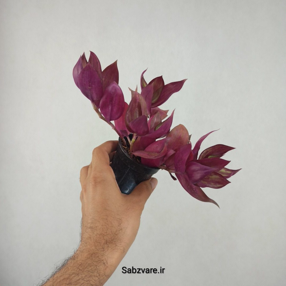 برگ بیدی پوست پیازی (25845)