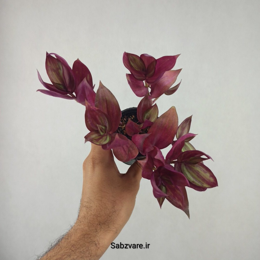 برگ بیدی پوست پیازی (25845) - Image 2