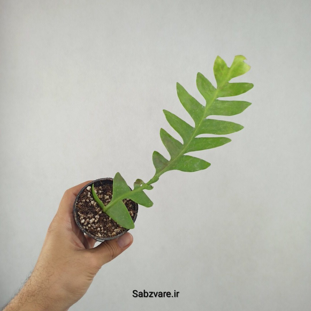 اپیفیلوم برگ سرخسی (25852)
