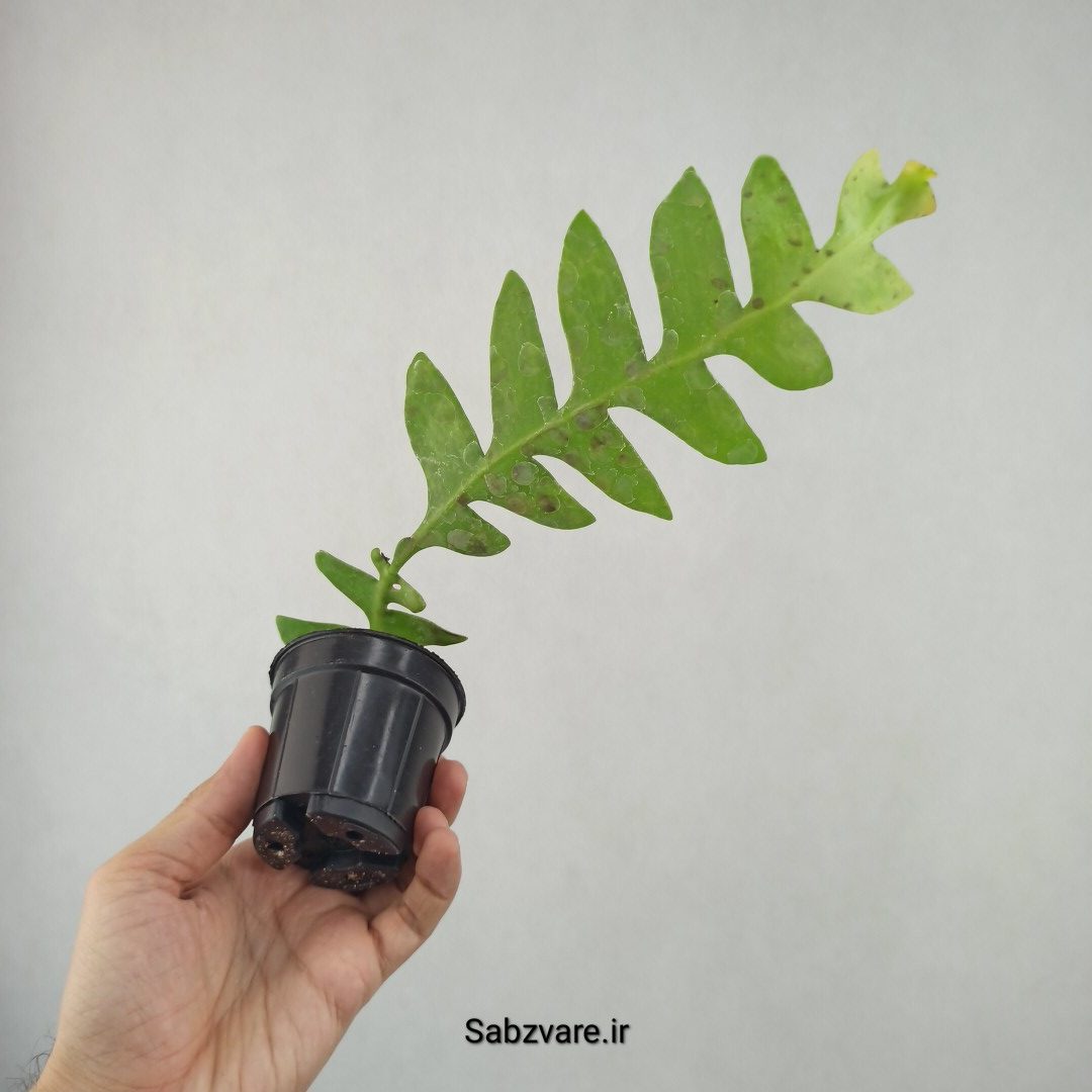اپیفیلوم برگ سرخسی (25852) - Image 2
