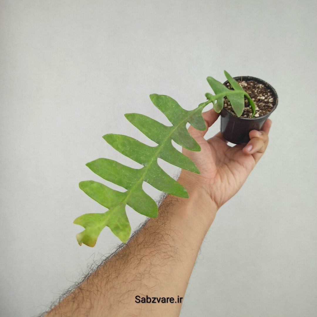 اپیفیلوم برگ سرخسی (25852) - Image 3