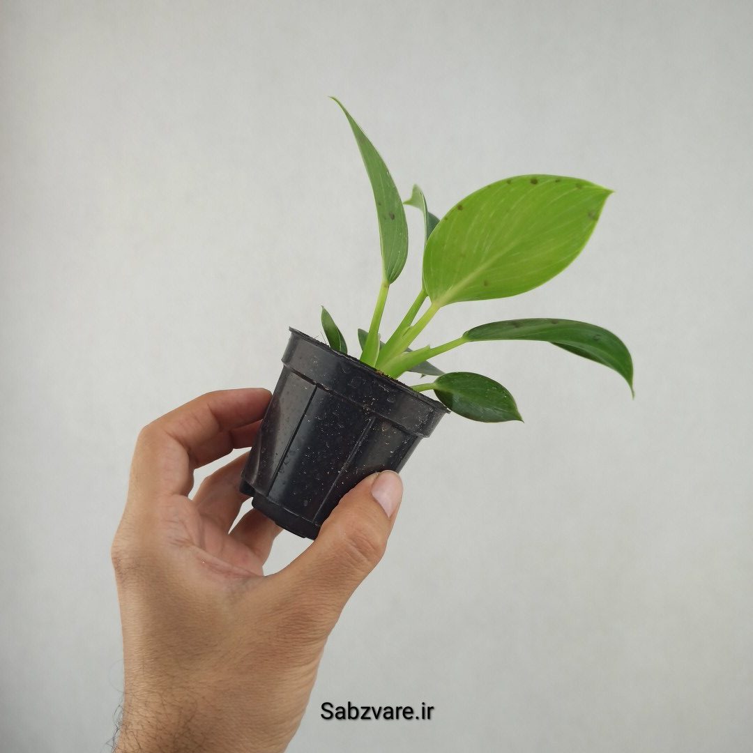 فیلودندرون برکین (25853) - Image 3