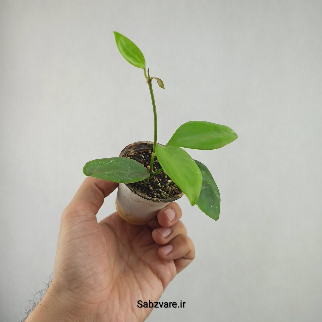 هویا دیپترا (25858) - Image 3
