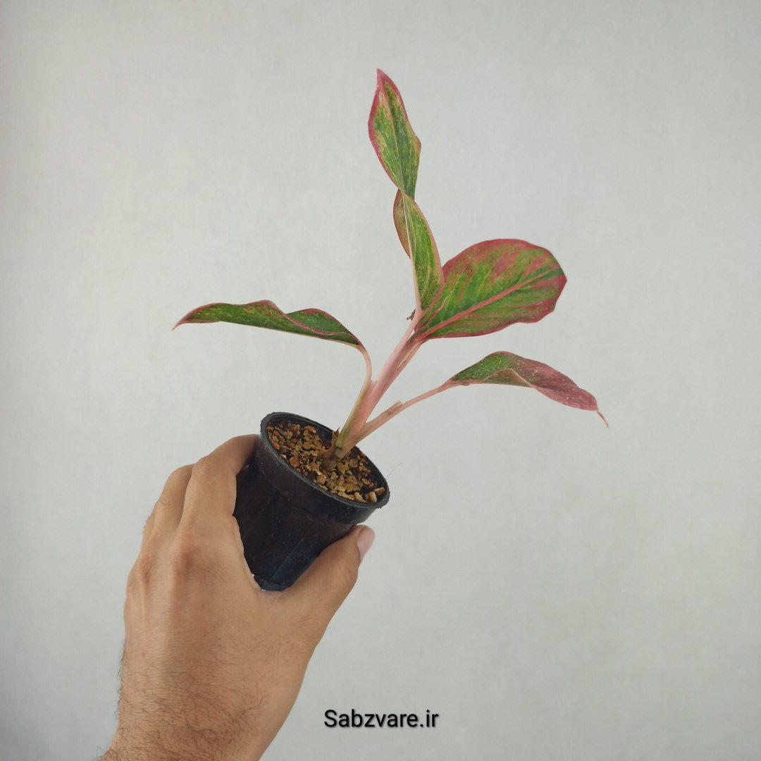 آگلونما رنگی (25864)