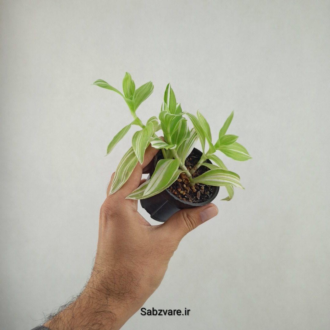 برگ بیدی ابلق (25906) - Image 3