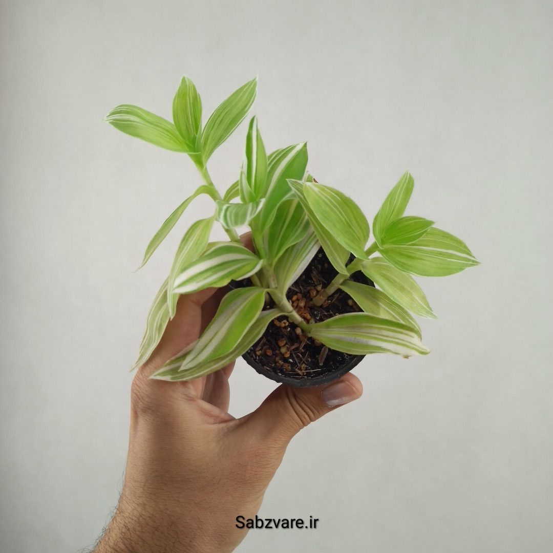 برگ بیدی ابلق (25906) - Image 2