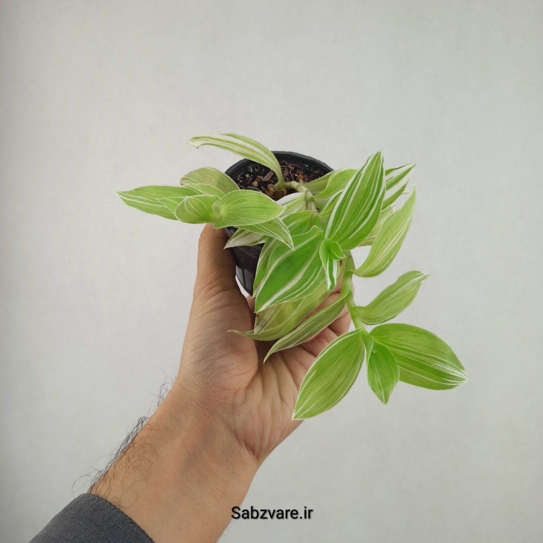 برگ بیدی ابلق (25906)