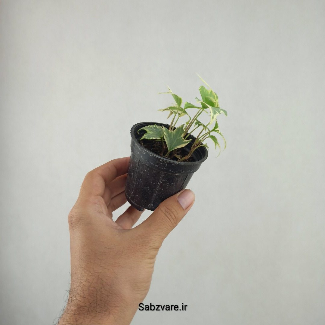 پاپیتال استارلیف ابلق (25903) - Image 3