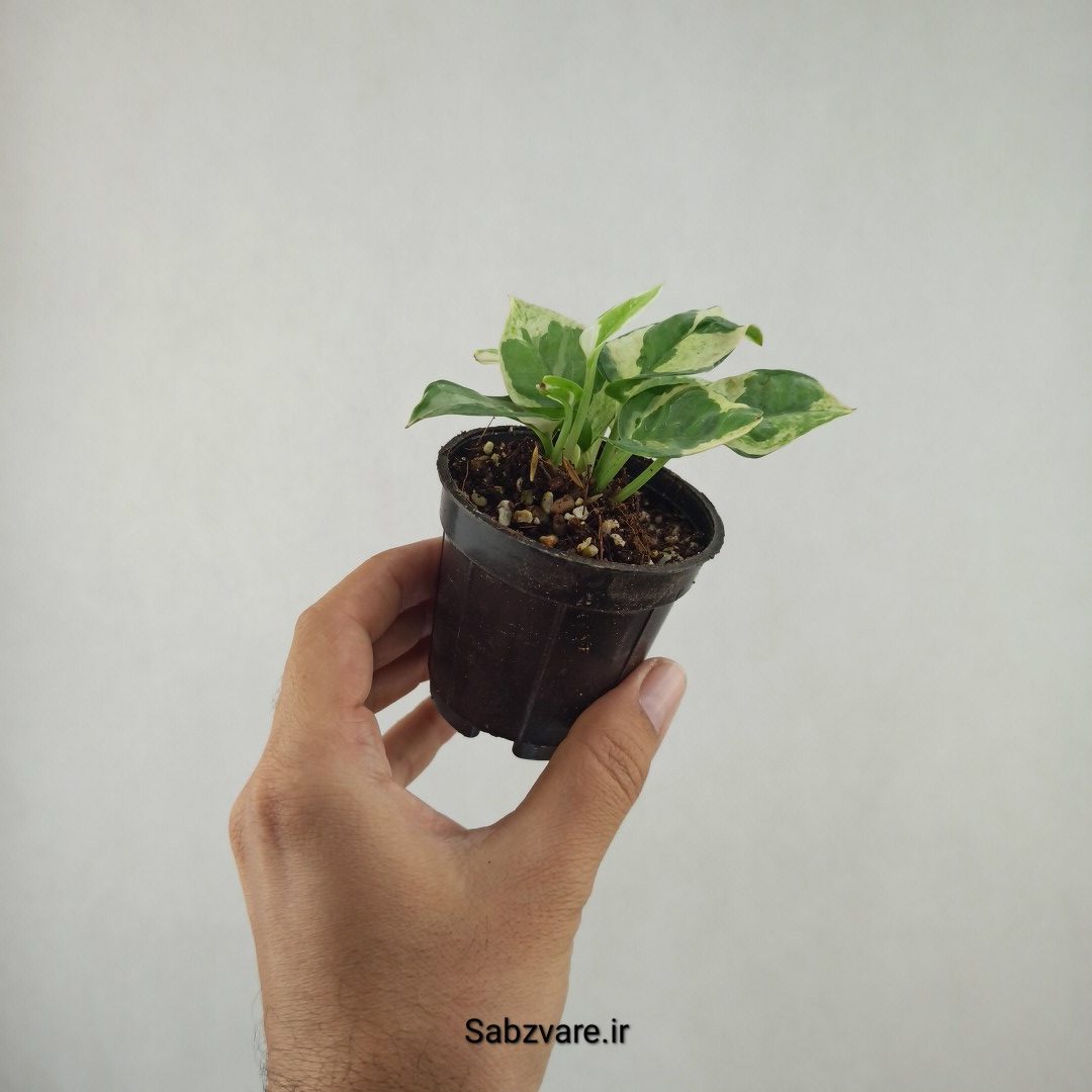 پتوس ارتشی (25902) - Image 3