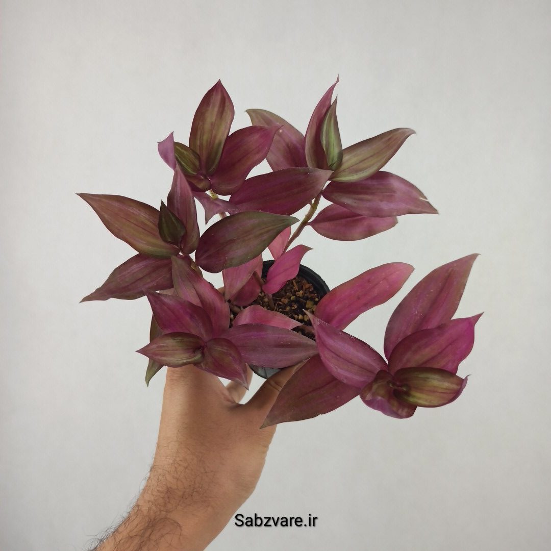 برگ بیدی پوست پیازی (25886) - Image 2