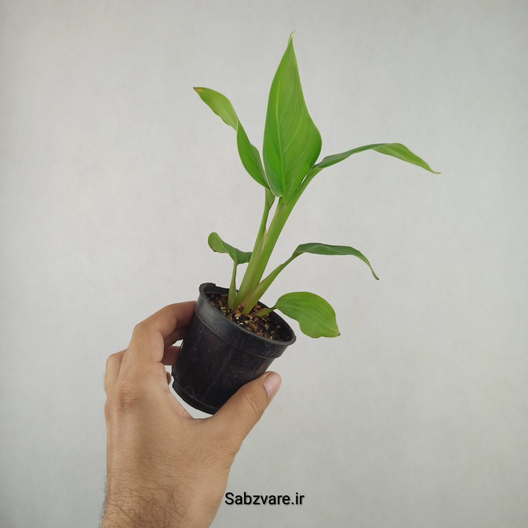 استرلیتزیا نیکولای (25921)