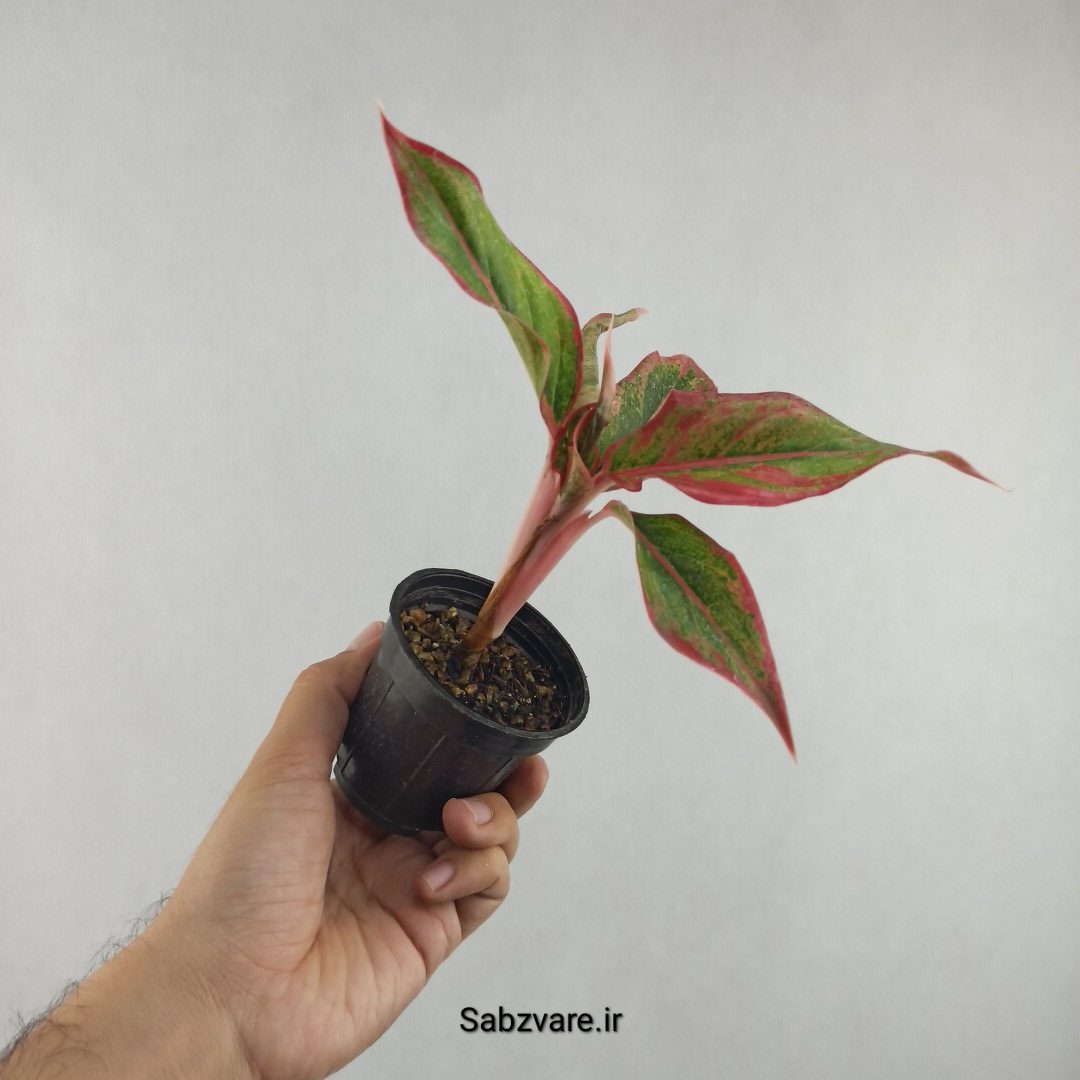 آگلونما رنگی (E25942) - Image 3