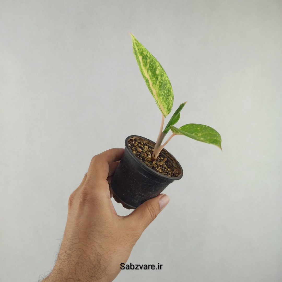 آگلونما رنگی (E25944)