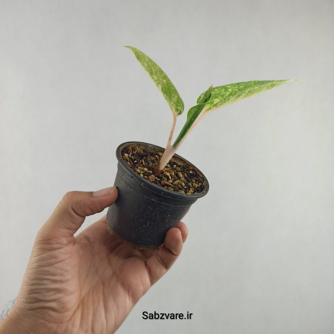 آگلونما رنگی (E25944) - Image 3