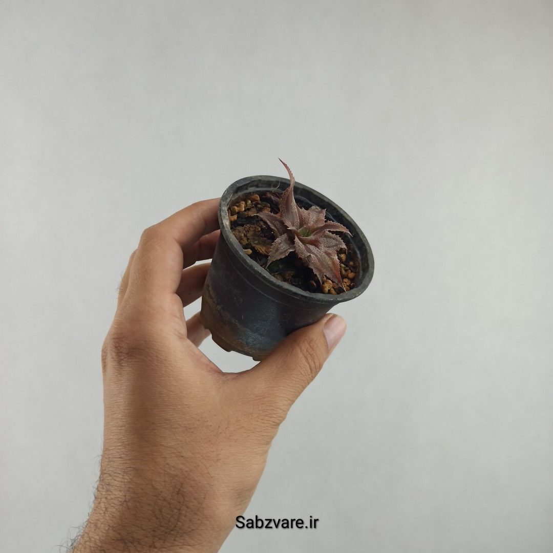کریپتانتوس شکلاتی (E25950)
