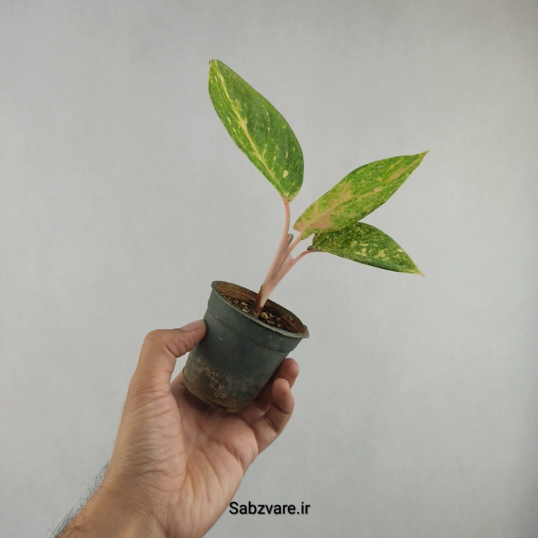 آگلونما رنگی (E25951)